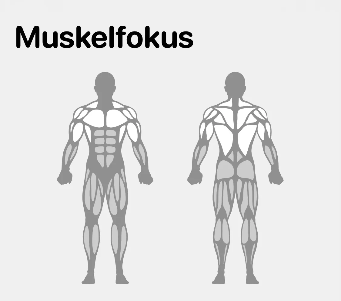 Muskelfokus